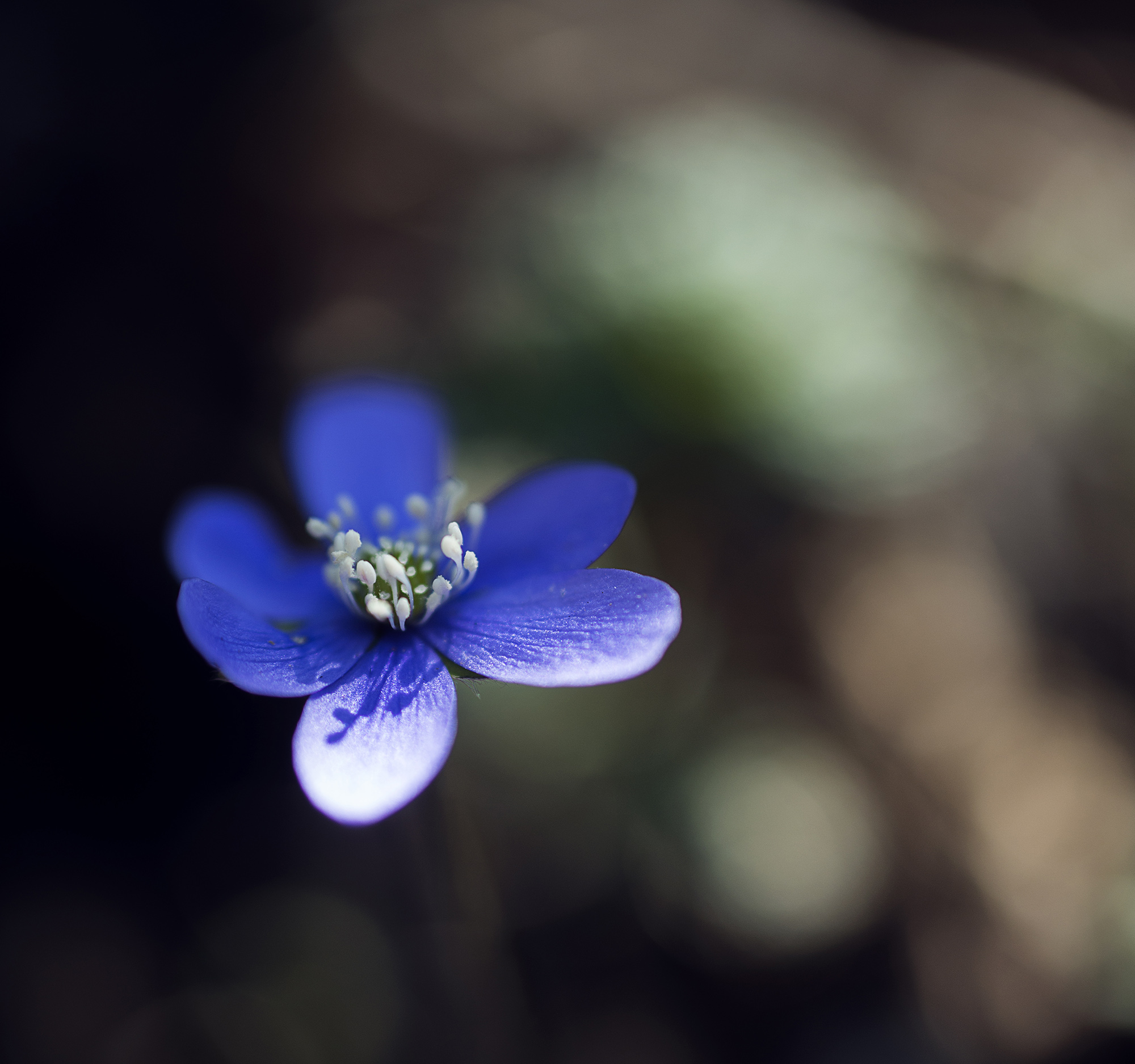 Hepatica is growing by Ore backar in the spring. Photo.
