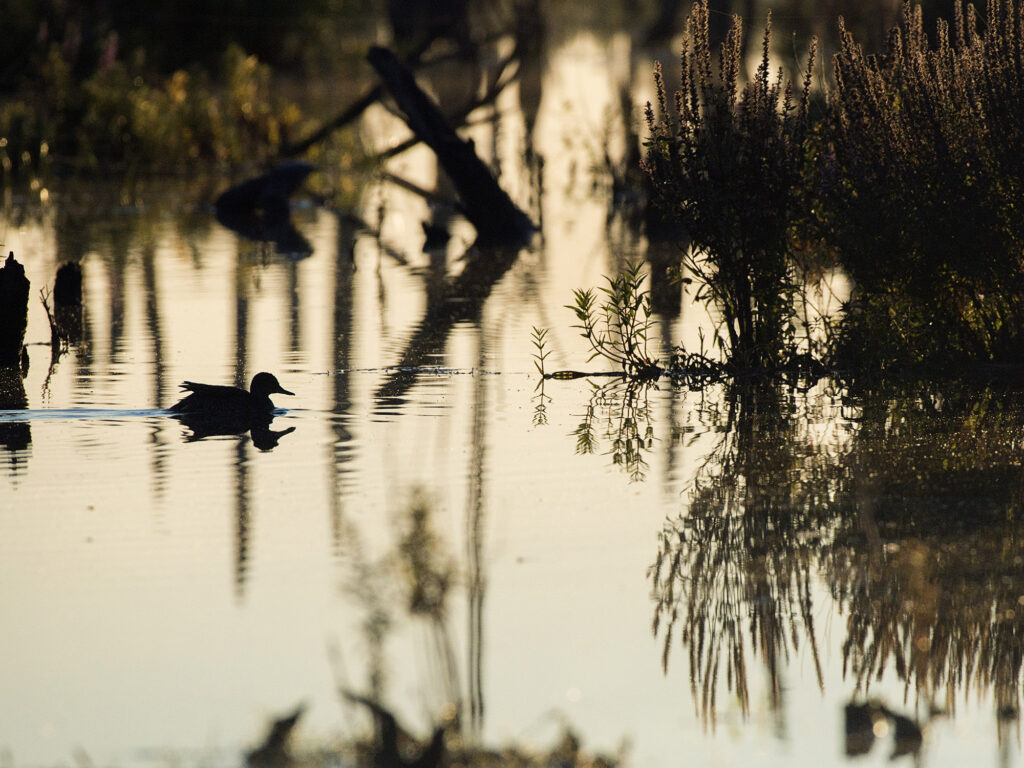 A bird is swimming in Lake Hornborga. Photo.
