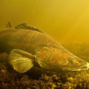 Fisk