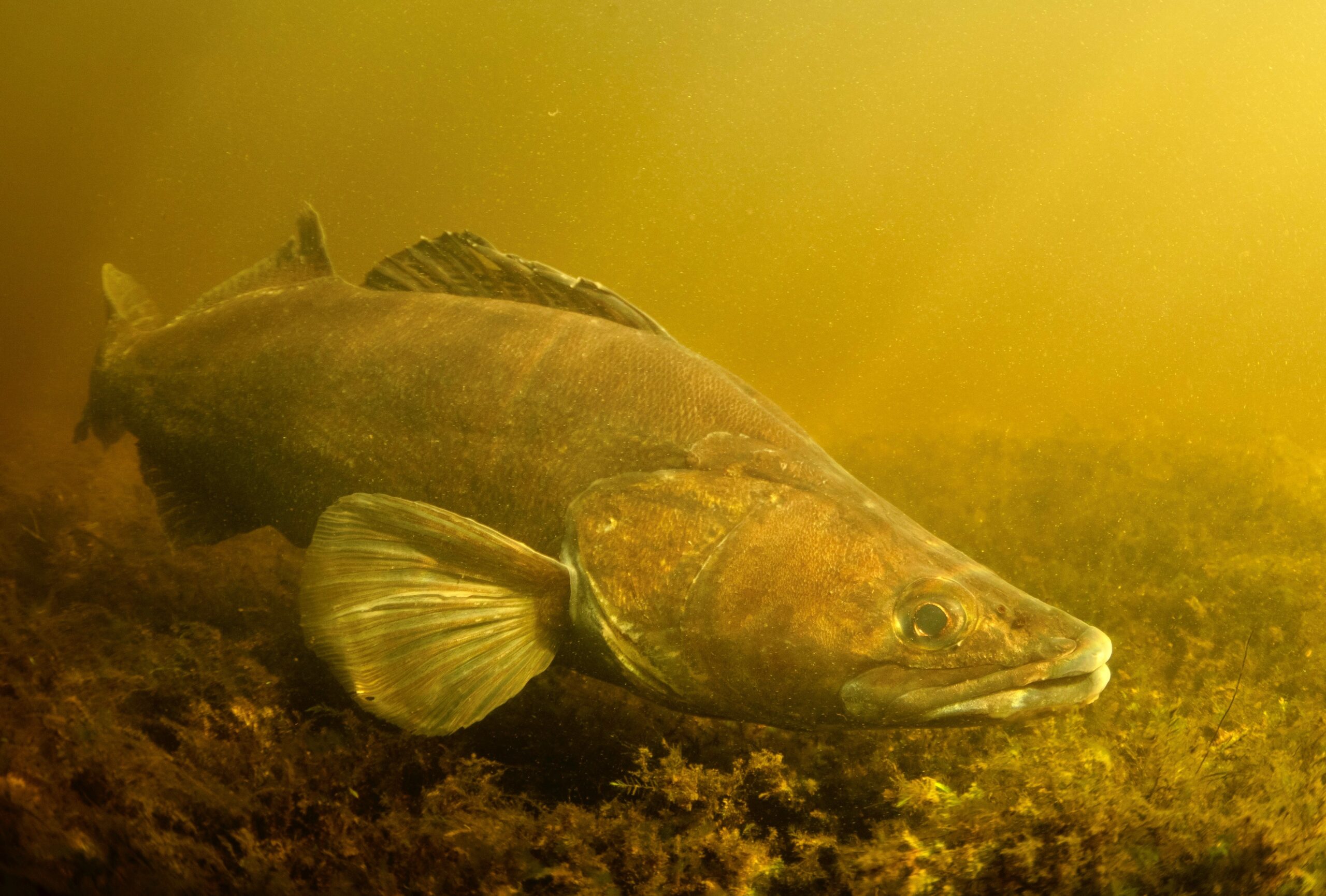 Fisk
