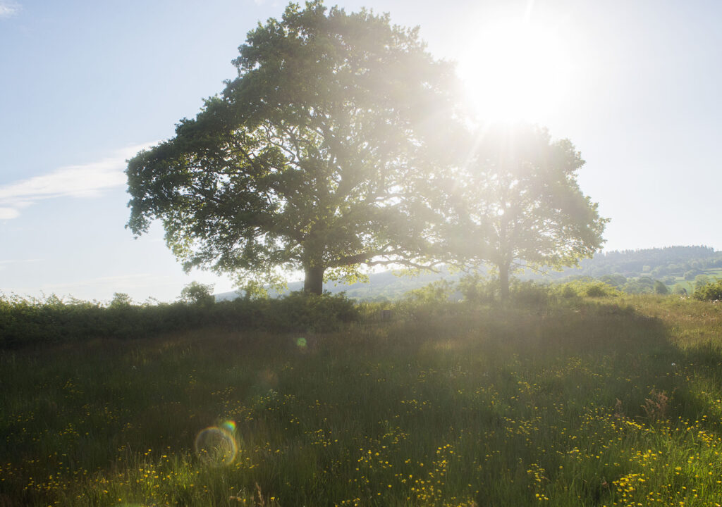 Two oaks at Fäholmen in the nature reserve. Photo.