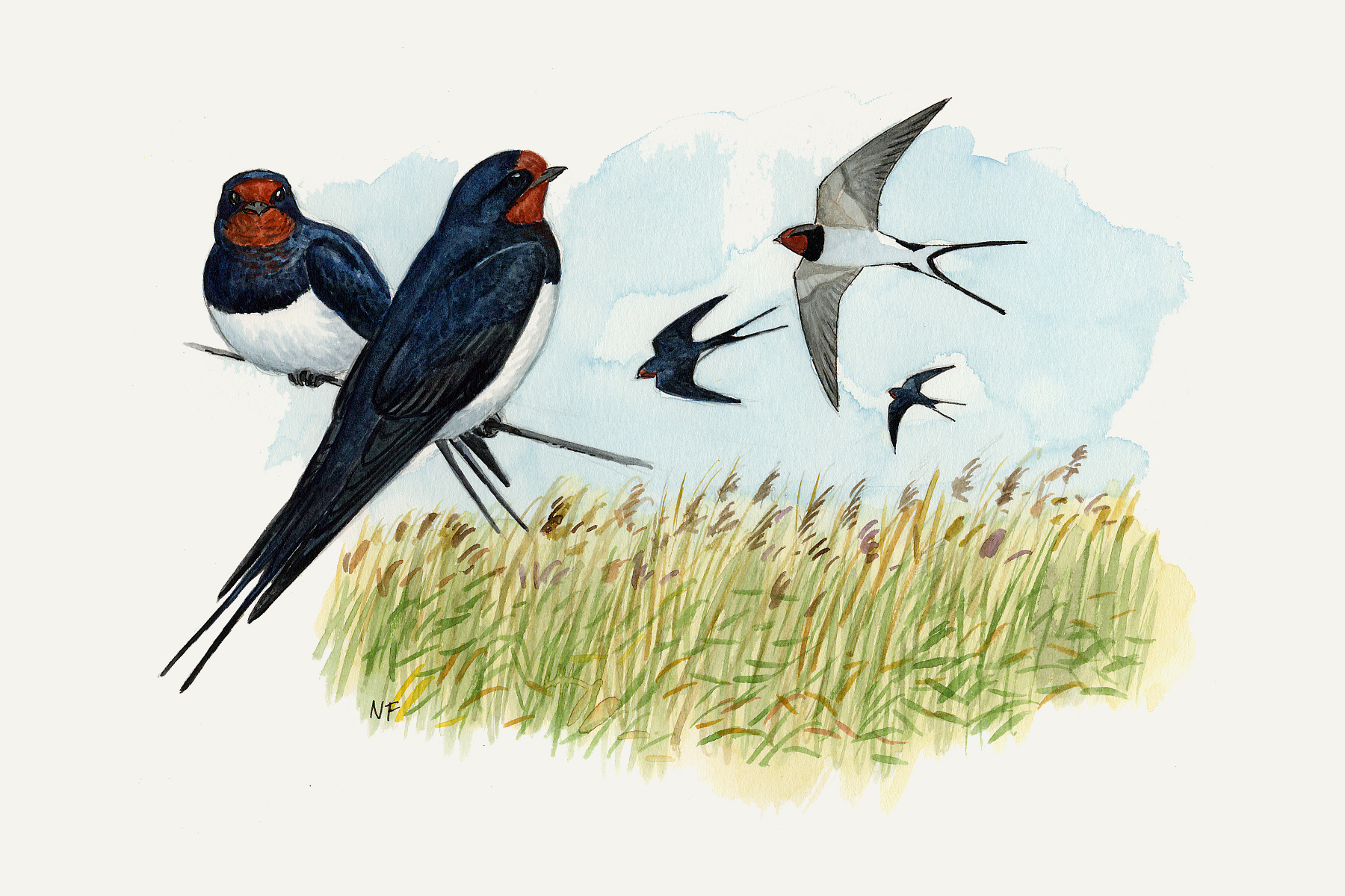 Ladusvalor är en av den art vi kan se under fågelskådningen. Illustration.