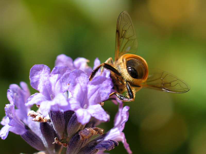 Pollinering