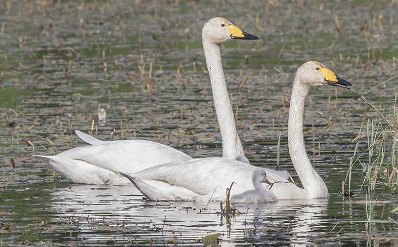 Två sångsvanar i vatten