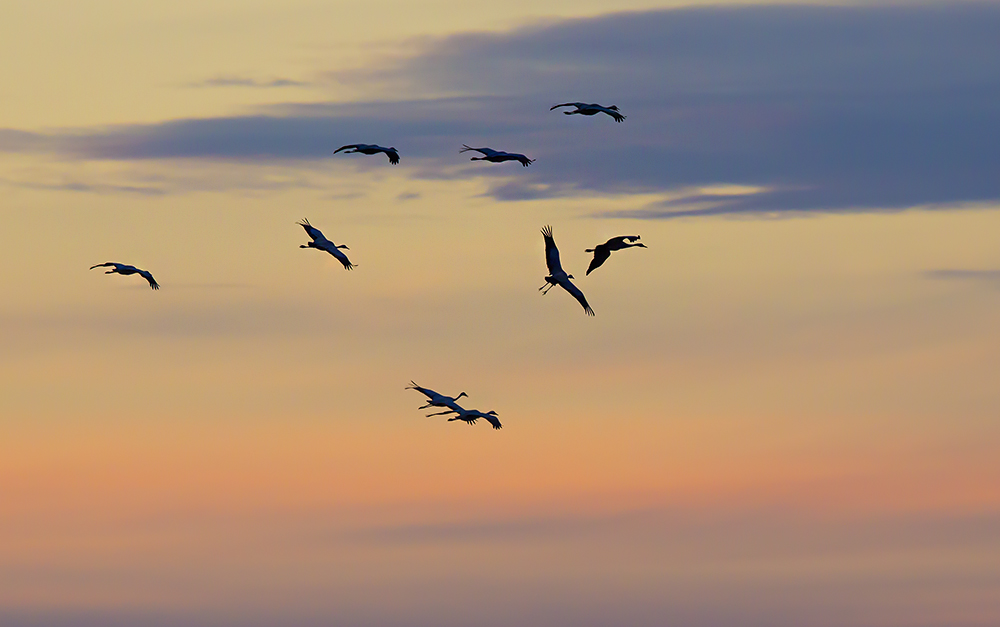 Tranor i flock flyger mot kvällshimlen. Foto.