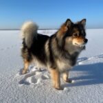 hund