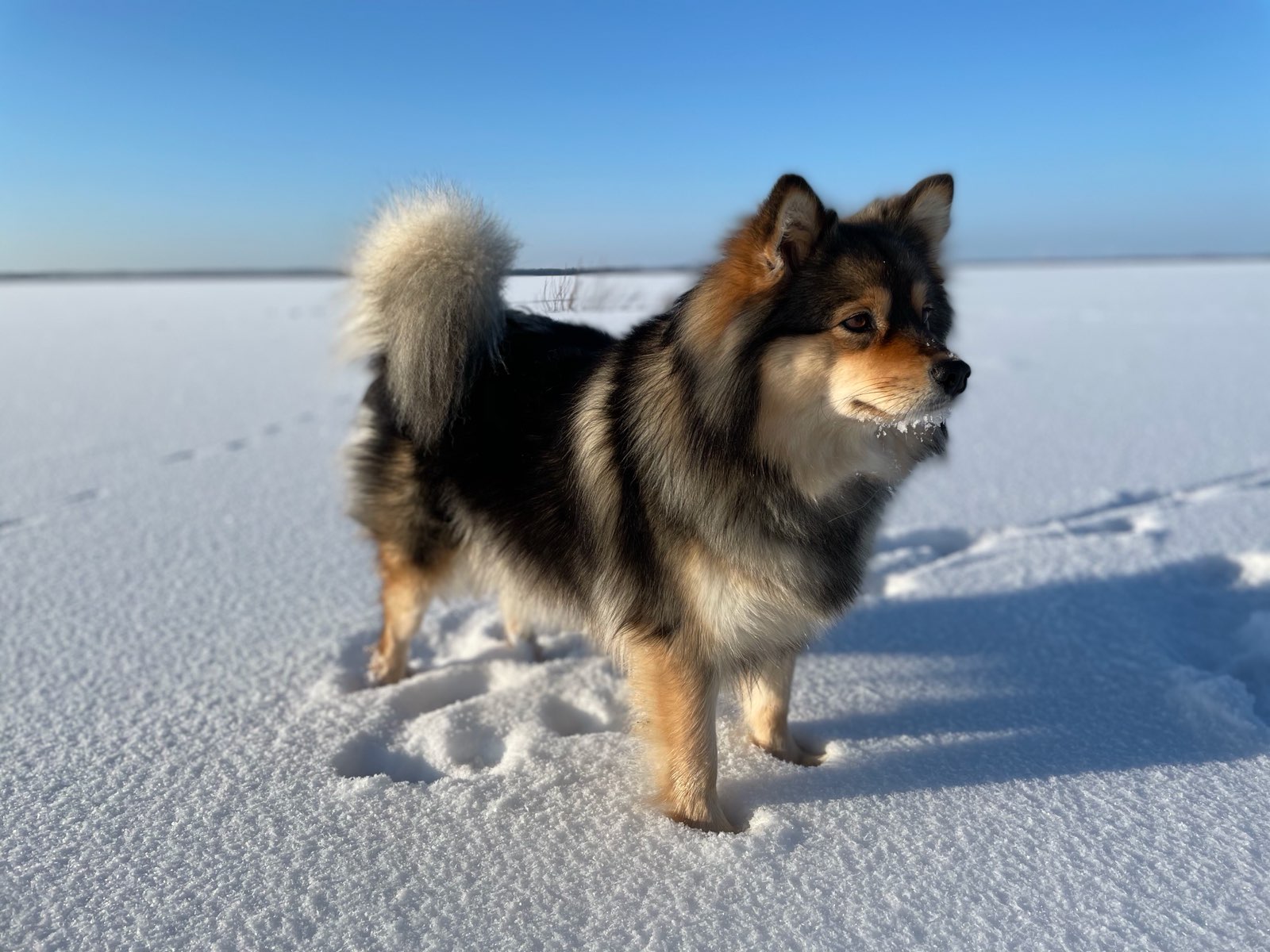 hund