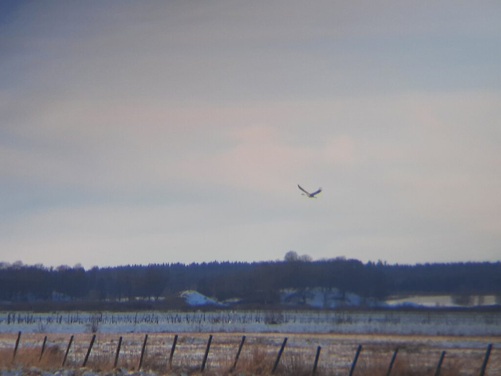 Årets första trana flyger över landskapet