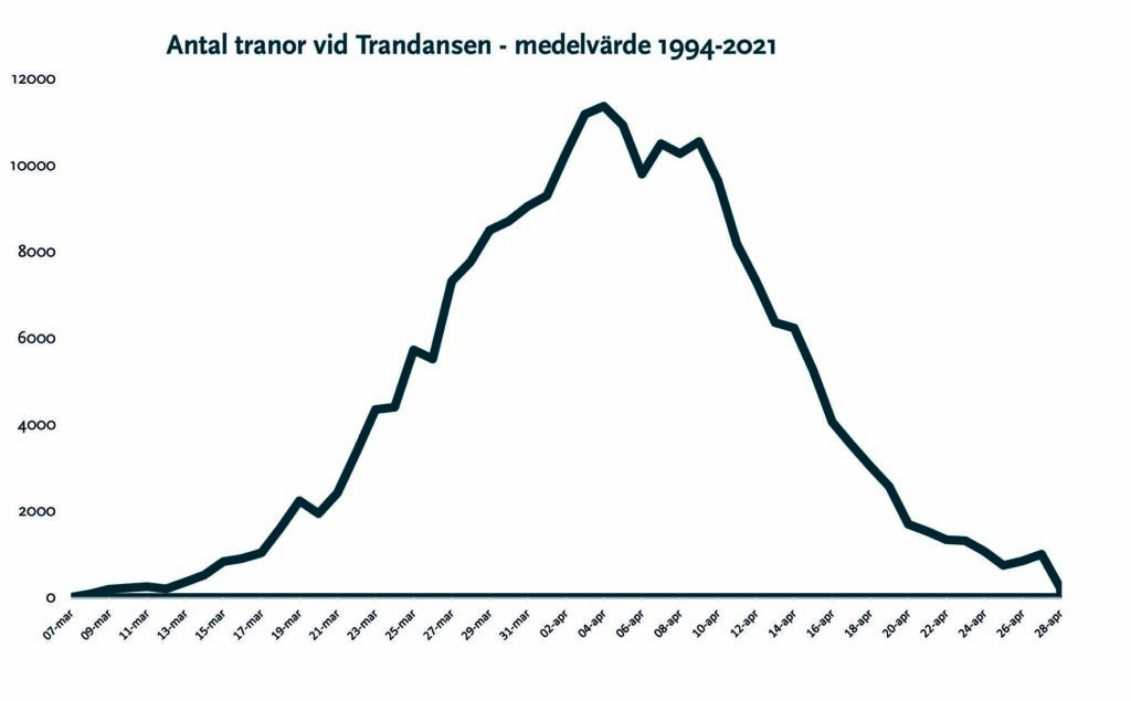 En graf som illustrerar när tranorna kommer till Hornborgasjön. Graf.