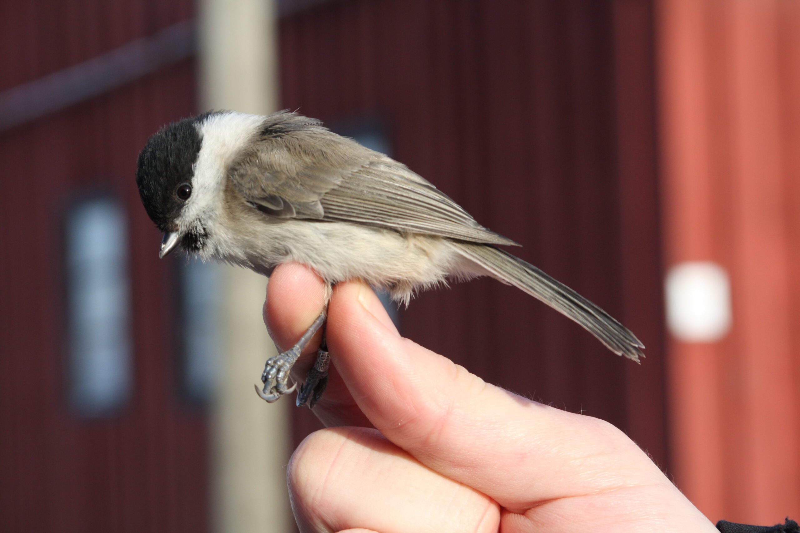 fågel