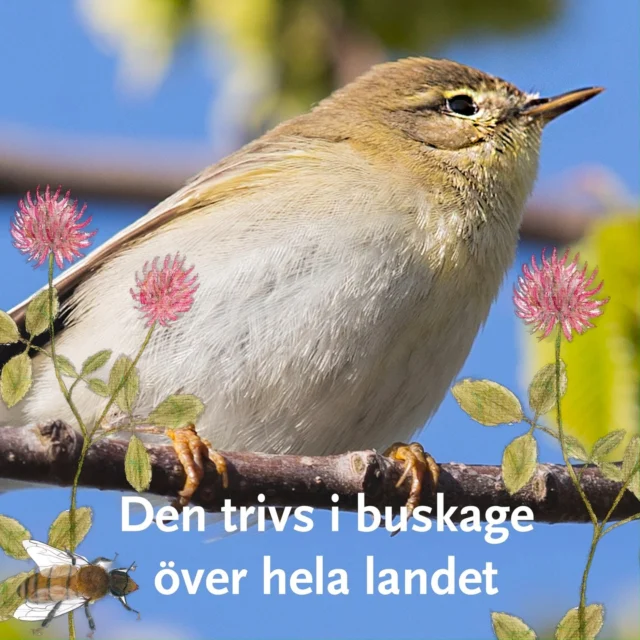 🐦Har du hört lövsångaren än i år? 

Den lite vemodiga stroferna letar sig nu ut från buskar och snår. 
Tonerna avslöjar lövsångaren. Sveriges vanligaste fågel. 
Den har nu anlänt efter att ha spenderat vintern i olika delar av Afrika. 

Här är fem fakta om lövsångare: 
🐦De äter bland annat spindlar, bladlöss och fjärilslarver. 
🐦Den har också kallats lövsmygare.
🐦Den har de senaste åren minskat kraftigt i antal. Det är oklart varför men i England har studier visat att mildare vårar varit ett problem för arten. 
🐦Det finns två olika raser i Sverige - en nordlig och en sydlig. De har olika flyttvägar. 
🐦De lägger ofta sina ägg i juni och kan under sommaren hinna med att få två kullar med ungefär 6 ungar i vardera. 

Film: naturum Hornborgasjön
Foto: Kent-Ove Hvass
Fågelsång: Noé Ferrari, XC989893. Tillgänglig på www.xeno-canto.org/989893