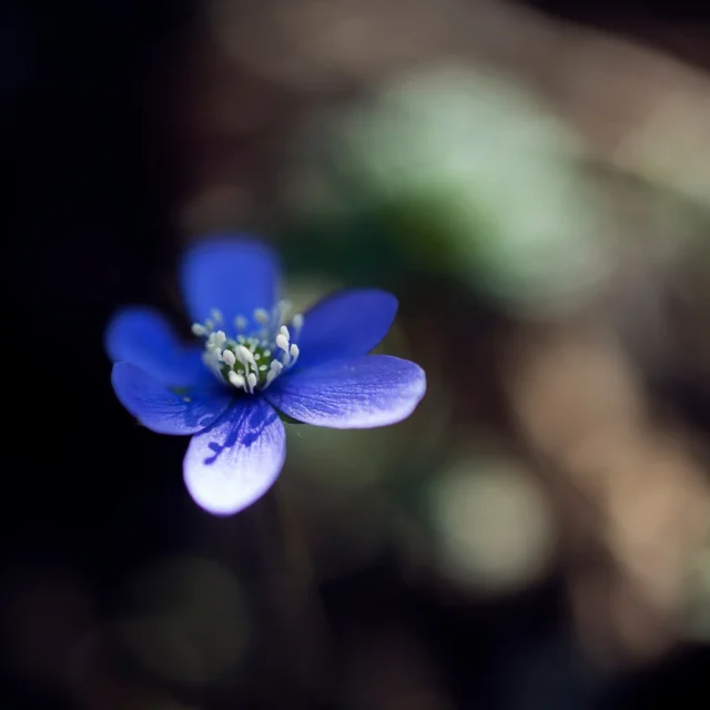 🌸Blommar tussilagon, blåsippan, vitsippan, sälgen, häggen – och har björkarna börjat slå ut? Var med i viktig medborgasforskning!

Mellan den 30 april till 1 maj är det dags för Vårkollen, då vårtecken samlas in i hela landet. Med din hjälp får forskare in rapporter från hela landet.  Rapportera även om vårtecknen inte har kommit igång. Uppgifterna är värdefulla eftersom tusentals människor kan göra ett arbete som vore omöjligt för enstaka forskare. 

➡Rapportera på: http://www.xn--vrkollen-9za.se/ Tack! 
Foto: Josefin Nilsson